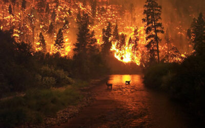 Federated Shares Wildfire Risk Management Tips